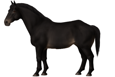 Sable Island Pony