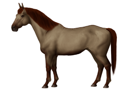 Welsh Pony of Cob Type