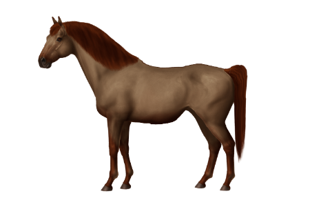 Welara Pony