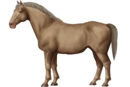 Latvian Harness Horse