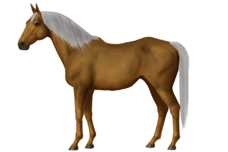 Cape Horse