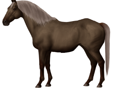 Calvinia Horse