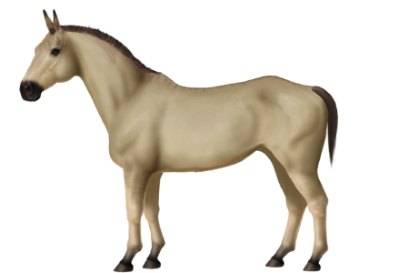 Przewalski Horse