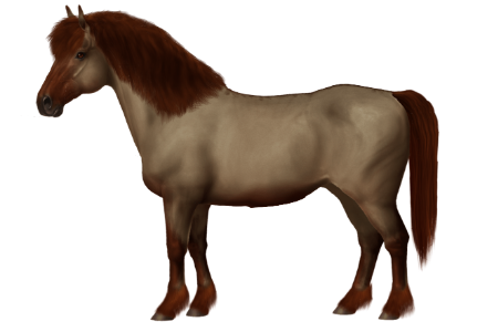 Miyako Pony