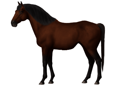 Basotho Pony