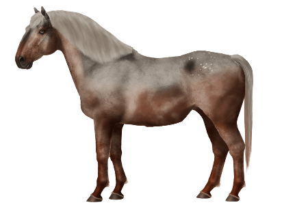 Australian Stock Horse